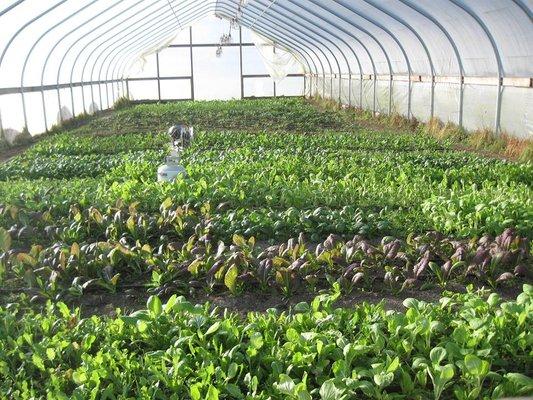 High Tunnel with crops ready to harvest.