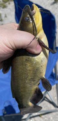 Bullheads galore.