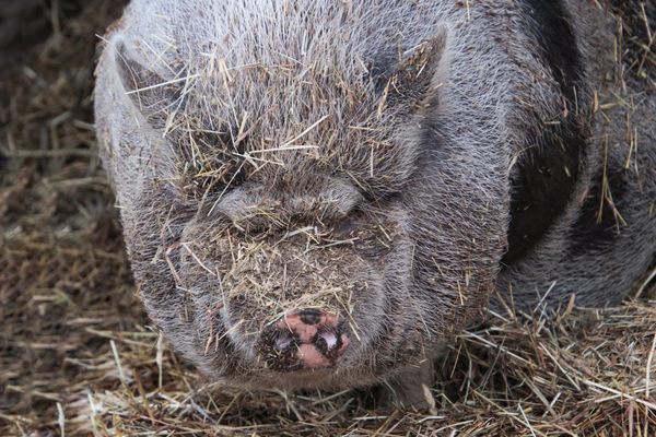 Pot bellied pig