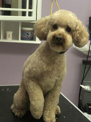 Poodle in teddy bear clip