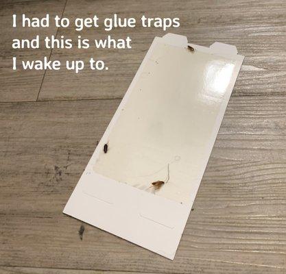 I found dozens of roaches a day so I put these glue traps out. Within hours see the results.