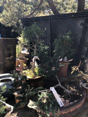 Nursery bonsai plants