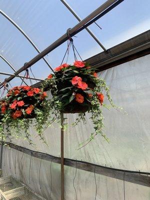 Hanging flower basket with flowers and ivy.