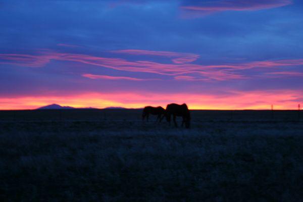 Sunset near my home with horses in the pasture