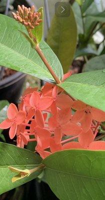 Ixora for indoors.