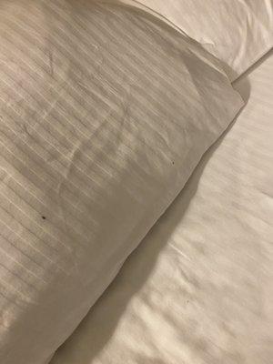 More bugs in my bed.