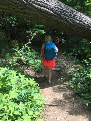 Kitty following the trail under a fallen tree