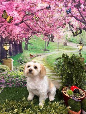 Summer cut Shih Tzu mix