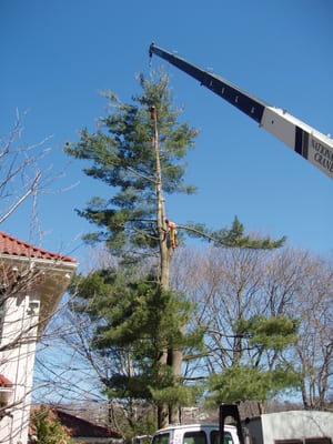 Removing a pine with a crane