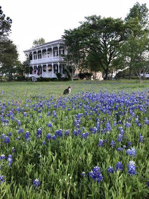 Amazing Texas wildflowers!