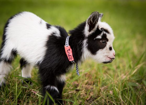 adorable baby goats at arizona goat yoga goatyoga.com