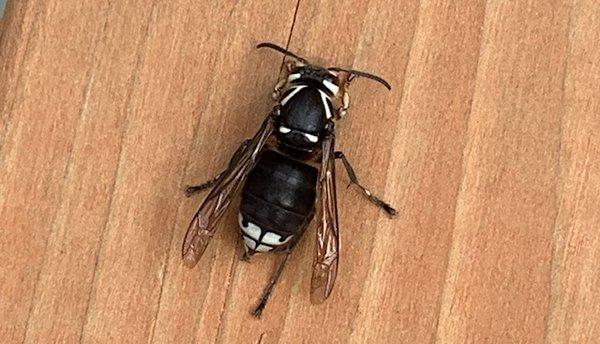 Bald faced hornet