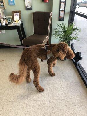 Pet's Paw's & Beyond Grooming Salon