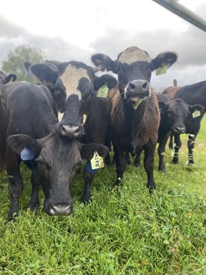 Moo Cows for our Reining Cow Horses at the Ranch.