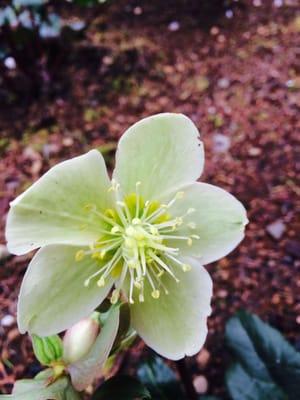 Green Hellebore