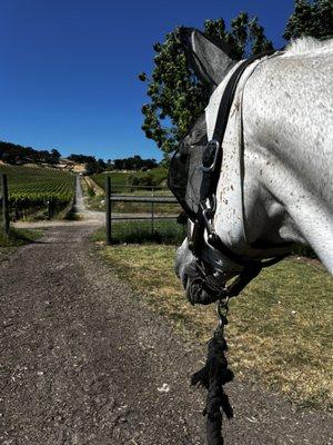 My pony taking his walkies in the vineyard!