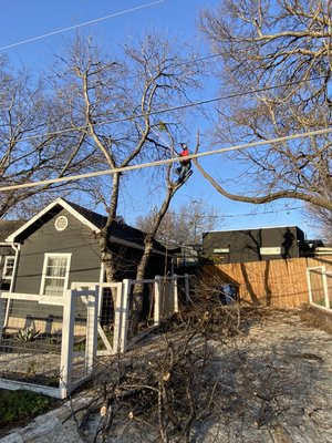 Tree Removal (25% Done) *Hackberry