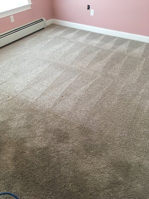 Carpets dry within hours not days. 100% Organic Pet friendly Solutions