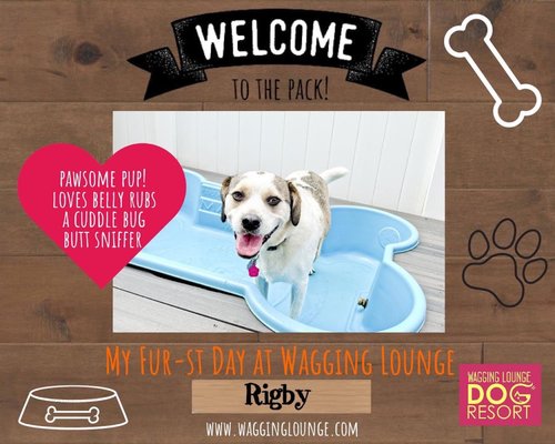 Rigby having a fun at Wagging Dog Lounge