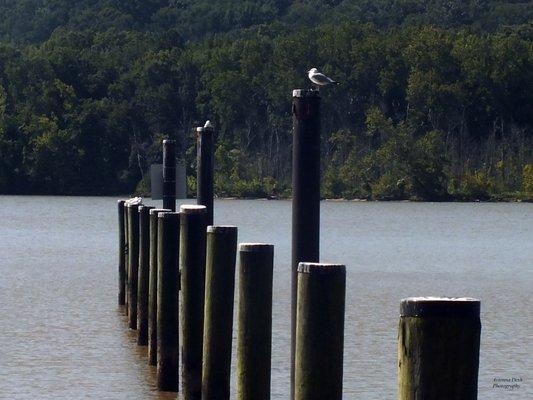 Seagulls greet you as you walk along the marina's boardwalk.