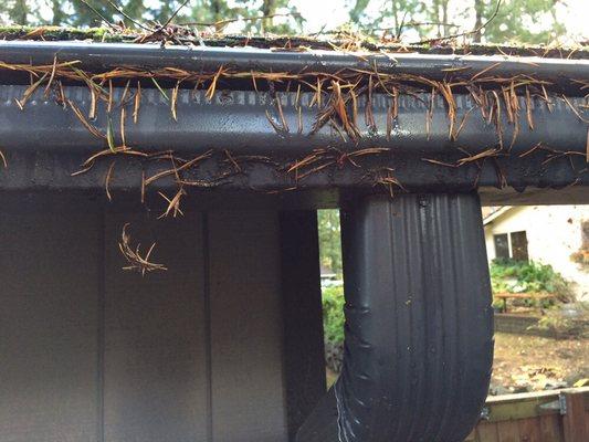 The needles stick to the Leafguard gutters and are visible from the street. Makes our house look dirty.