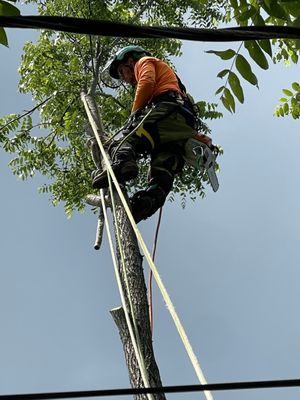 B Weekes Tree care