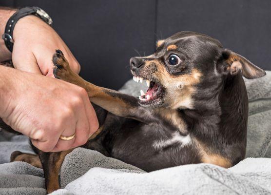 Dog bites and animal attacks may cause serious personal injuries, especially in children.