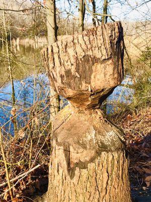 Beaver made light work of this wood. Mother Nature's wood sculpture.