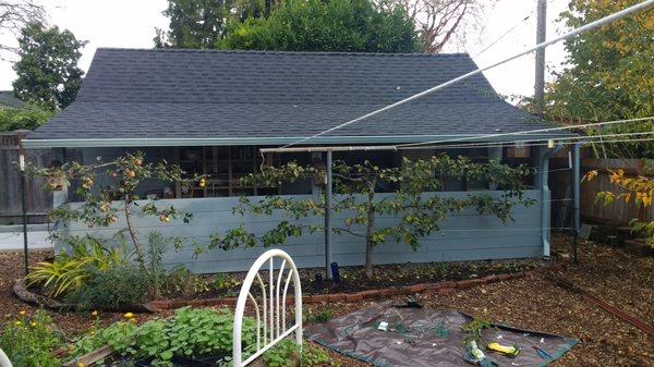 Setting up espalier system for fruit trees