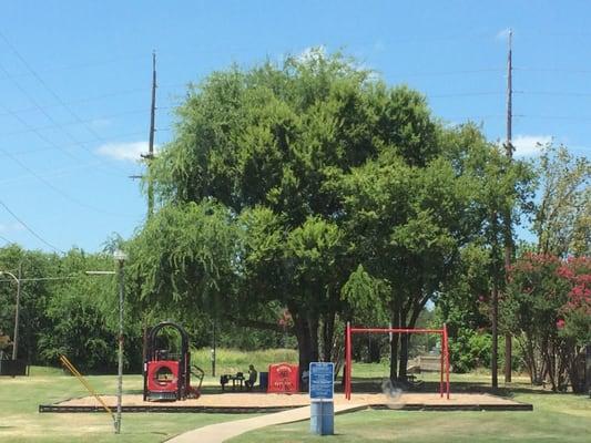 Small playground but massive shade providing tree