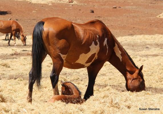 The Wild Horse Sanctuary