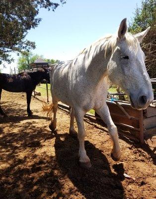 Silver Wind Stables