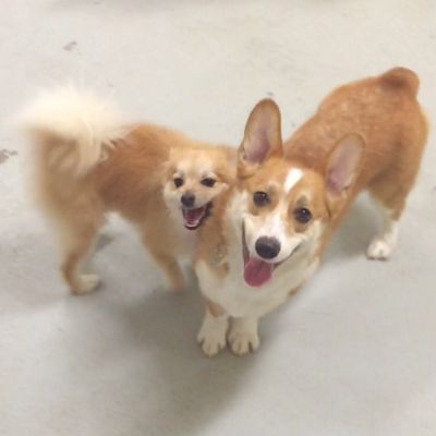 Charlie having a blast on his first day of doggie daycare with his new furend Leo!