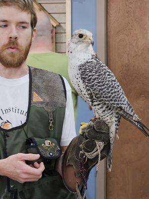 The captive birds live up to twenty to twenty five years