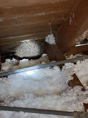 Attic beehive removal