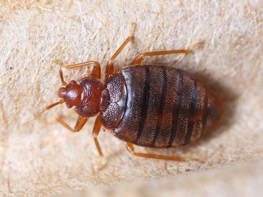 Bed bugs can enter your home by being carried on your clothing or in your bags when you stay at hotels and motels...