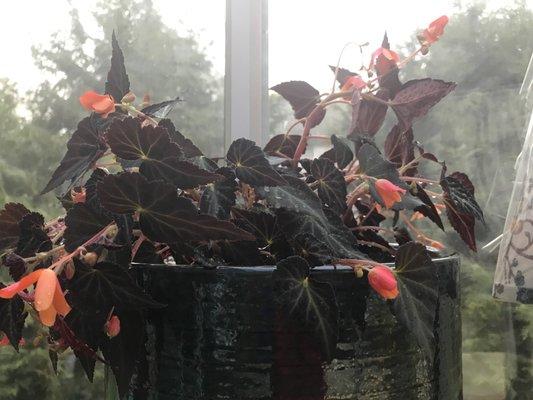 Beautiful begonia-spring purchase