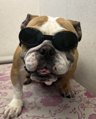 Fiona rocking her doggles while getting a laser treatment at Bayonne Veterinary Medical