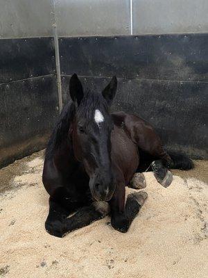 Cozy stall, napping~