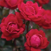 Knockout Roses