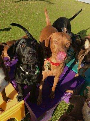 Daycare for dogs at 2nd Family Dogs