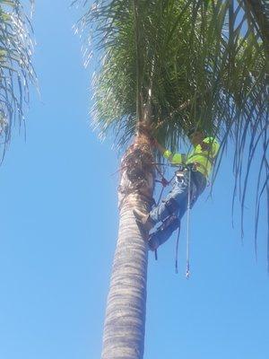 Tree services