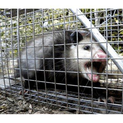 An opossum we caught on a trap and release call.