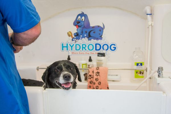 HydroDog in action