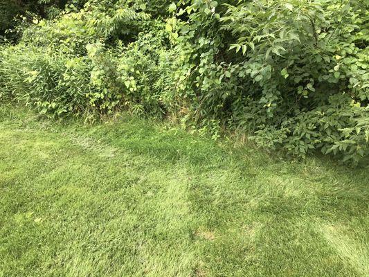 Tried to mow this spot 3 different times and just gave up.