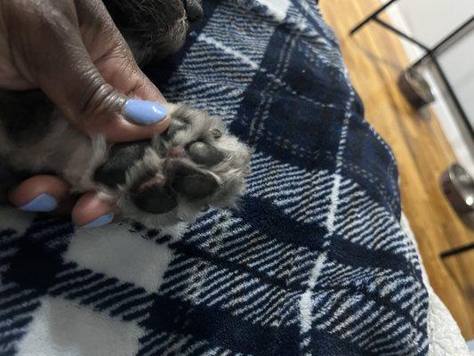 Puppy in pain can't walk properly from cuts from either shaving, or cutting between paws for shaving.