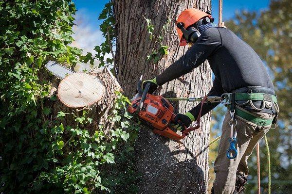 Tree service