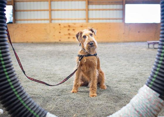 Chance, the Irish Terrier, waiting to jump through the tire in Agility class.