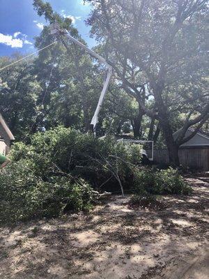 Back yard tree work.