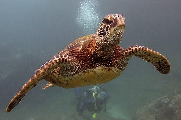 Turtle Watching